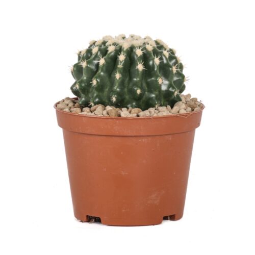 Echinocactus grusonii inermis Ø 10,5 cm