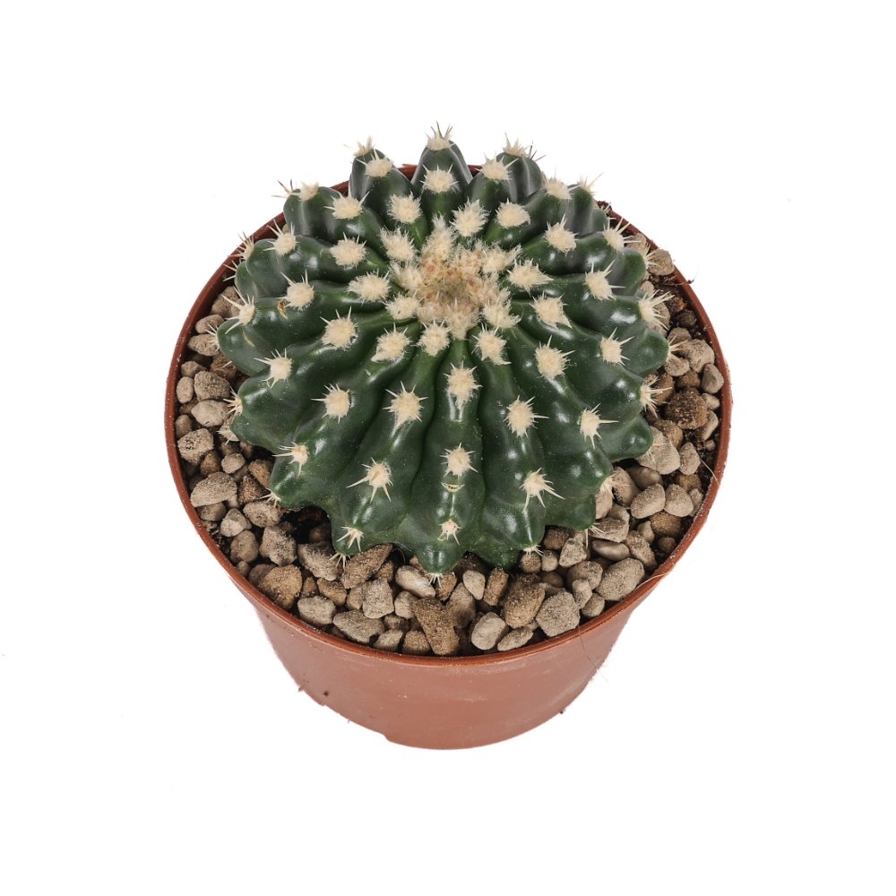 Echinocactus grusonii inermis Ø 10,5 cm