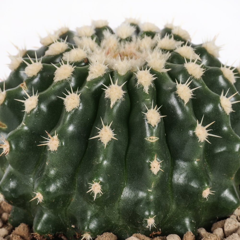Echinocactus grusonii inermis Ø 10,5 cm