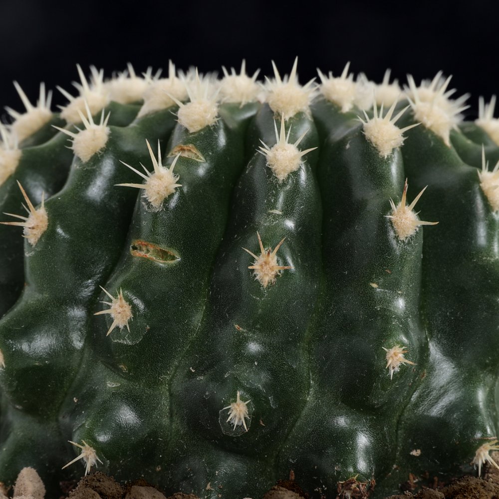 Echinocactus grusonii inermis Ø 10,5 cm