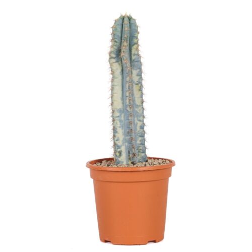 Pilosocereus azureus f. variegata Ø 17 cm