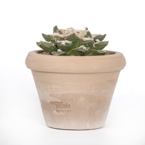 Ariocarpus hybrid Ø 14 cm