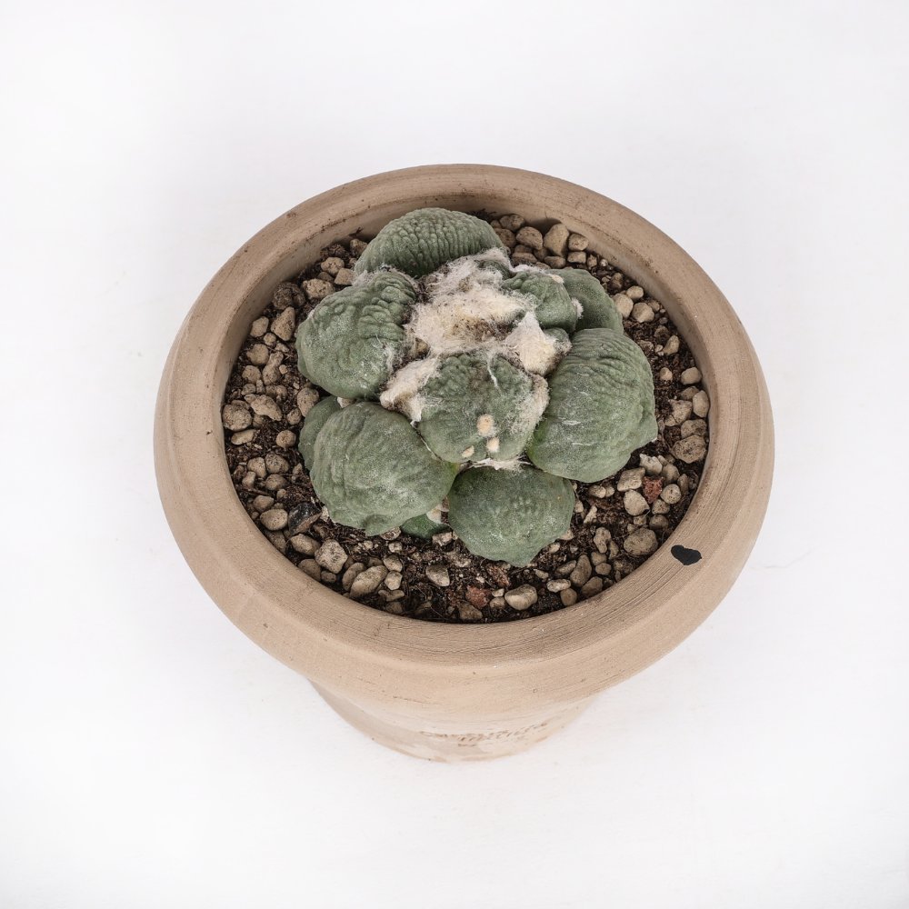 Ariocarpus hybrid Ø 14 cm