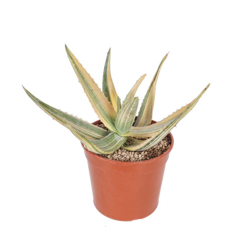 Aloe ferox f. variegata Ø 21 cm