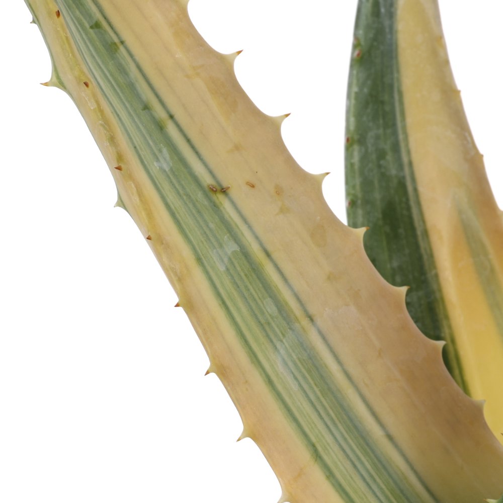 Aloe ferox f. variegata Ø 21 cm