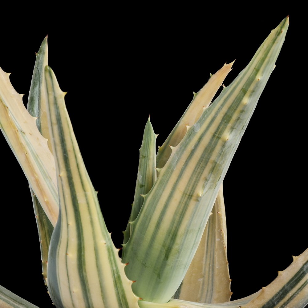Aloe ferox f. variegata Ø 21 cm