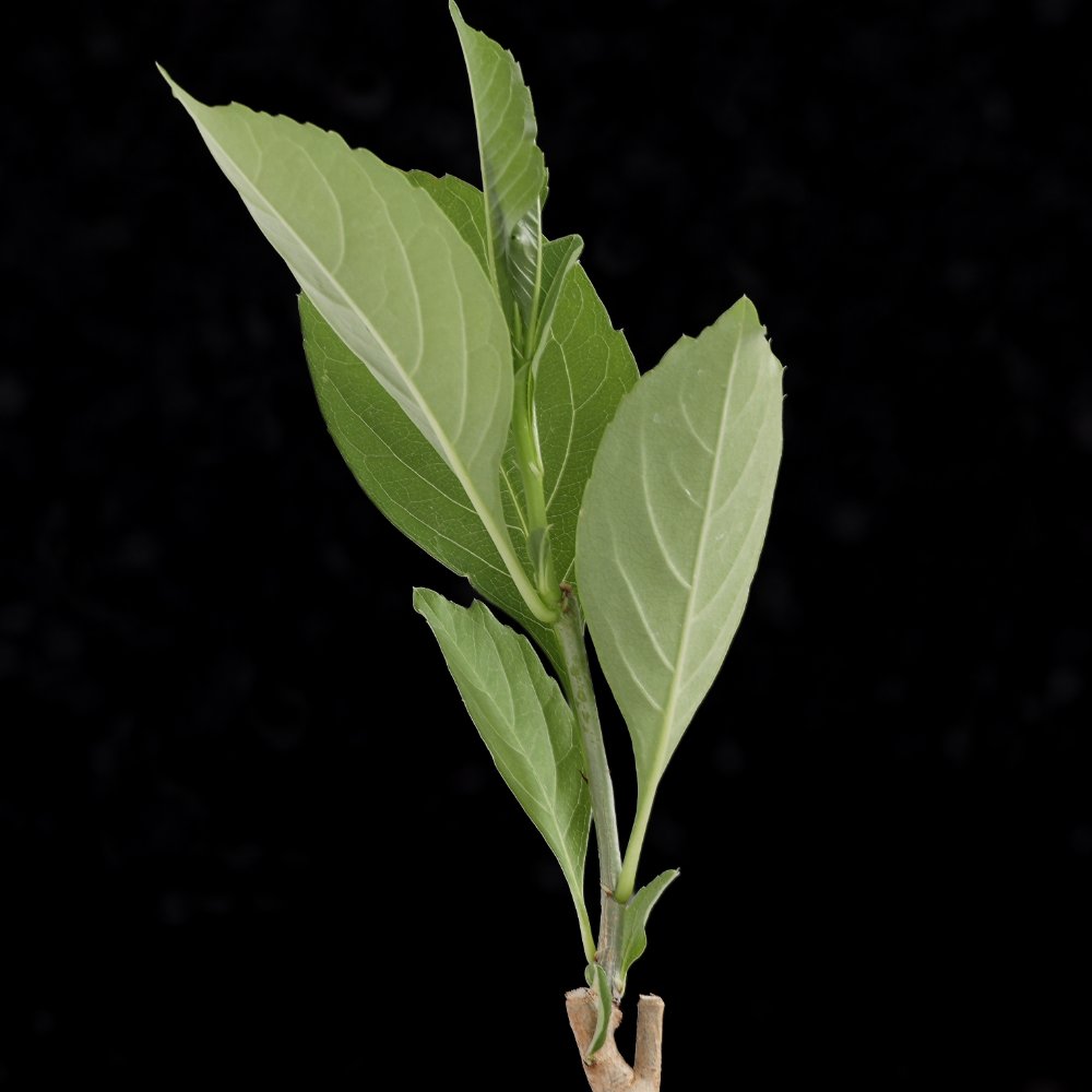 Adansonia digitata Ø 10,5 cm