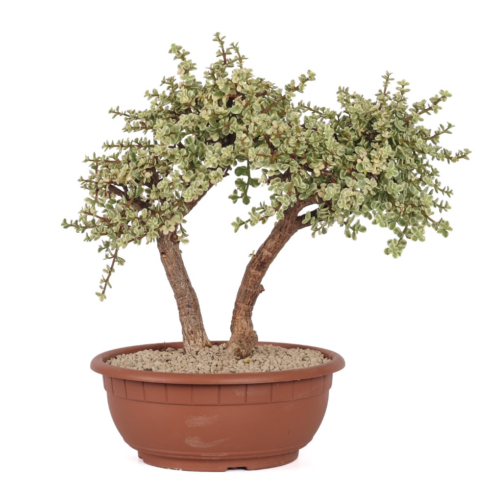 Portulacaria afra f. variegata Ø 23 cm