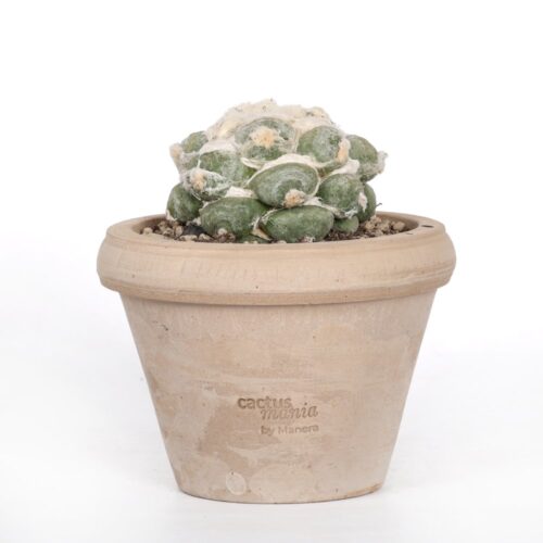 Ariocarpus hybrid Ø 14 cm
