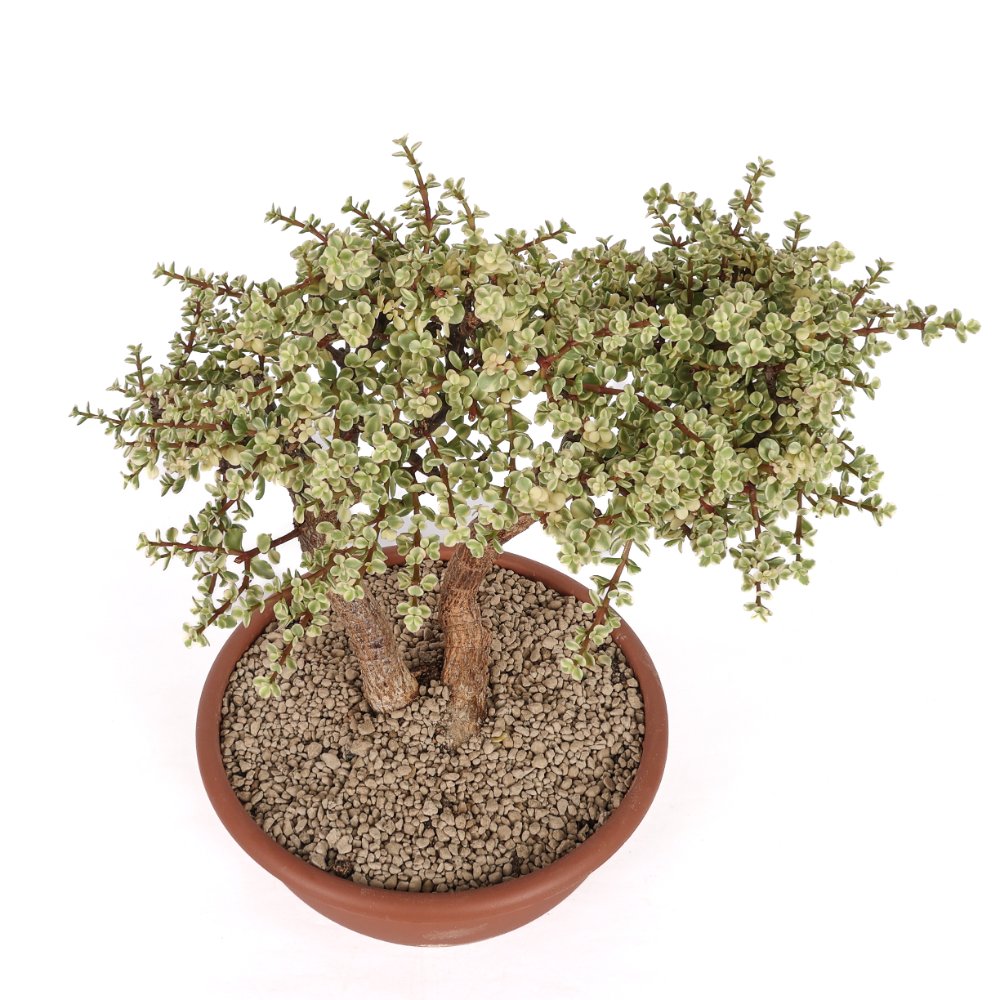 Portulacaria afra f. variegata Ø 23 cm