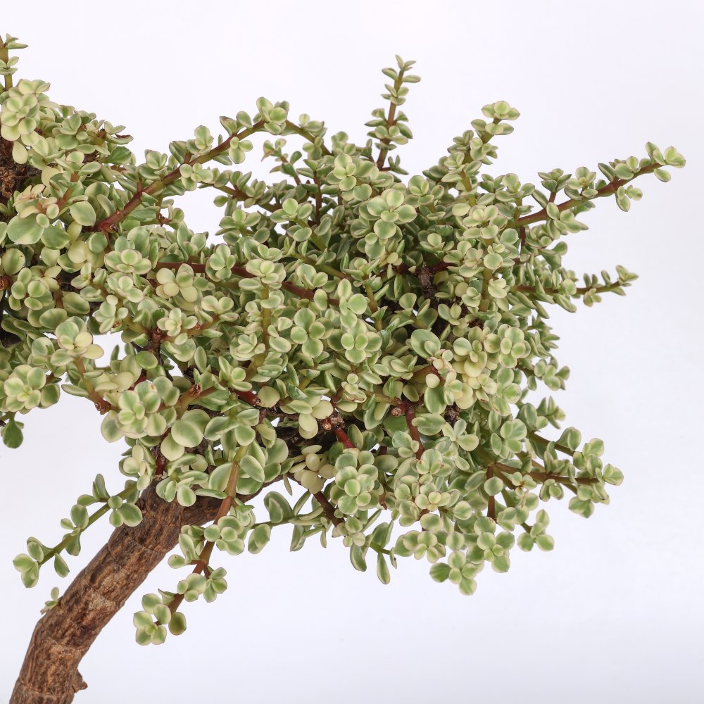 Portulacaria afra f. variegata Ø 23 cm