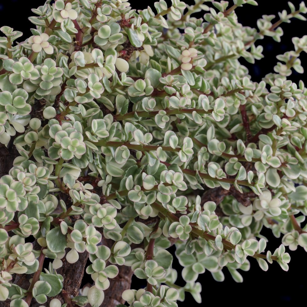 Portulacaria afra f. variegata Ø 23 cm
