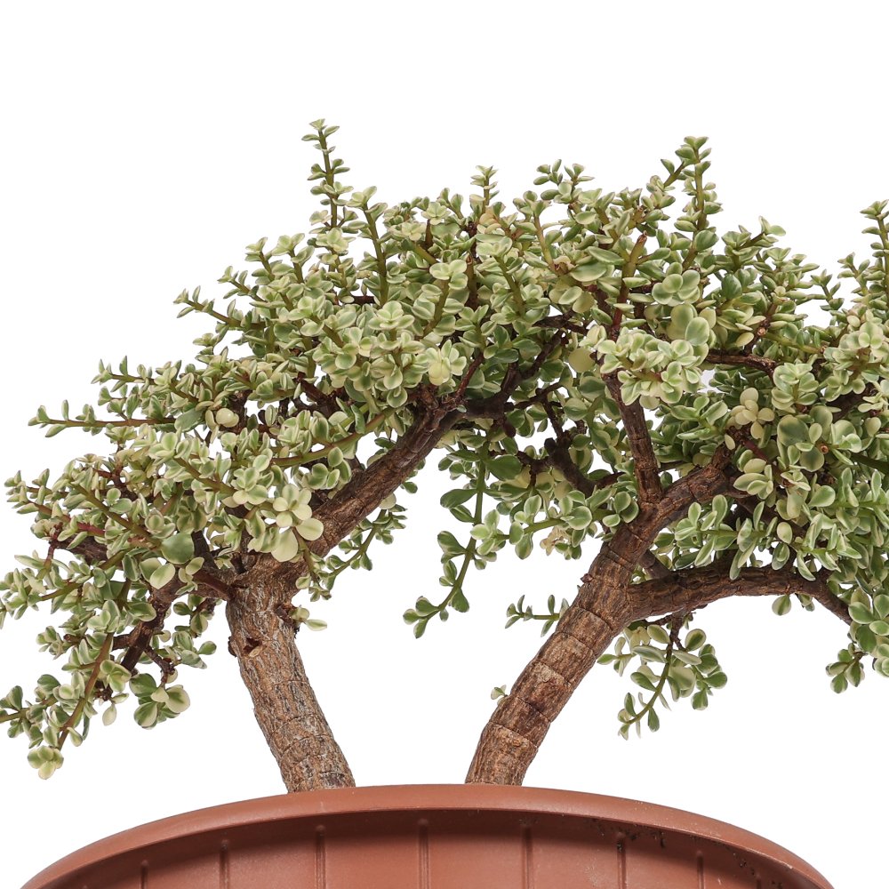 Portulacaria afra f. variegata Ø 23 cm
