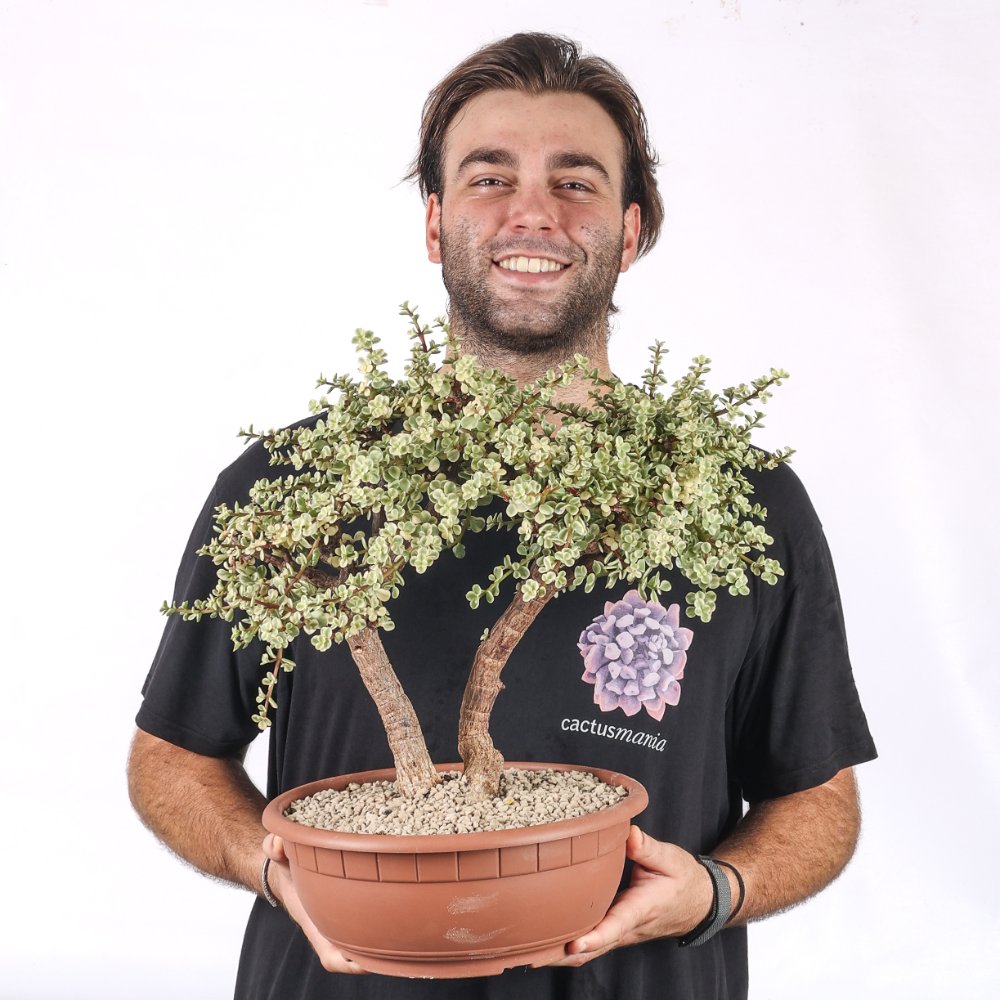 Portulacaria afra f. variegata Ø 23 cm