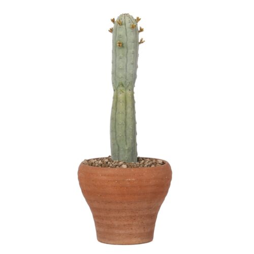 Euphorbia abdelkuri Ø 14 cm