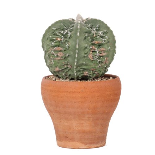 Astrophytum myriostigma fukuryu Ø 18 cm