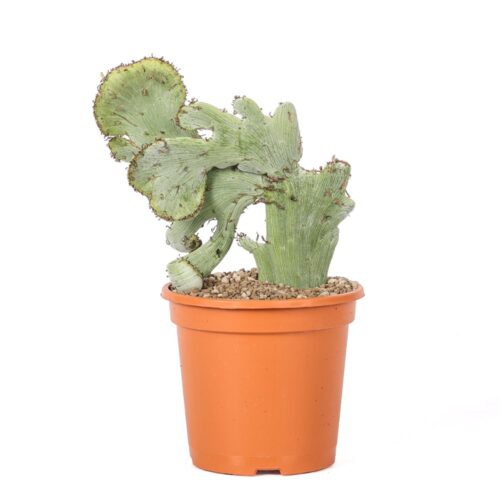 Senecio anteuphorbium f. crestata Ø 17 cm