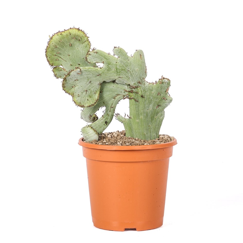 Senecio anteuphorbium f. crestata Ø 17 cm