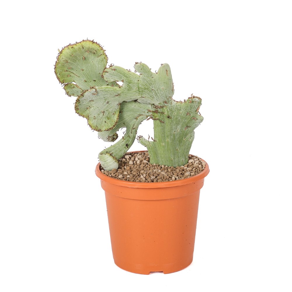 Senecio anteuphorbium f. crestata Ø 17 cm