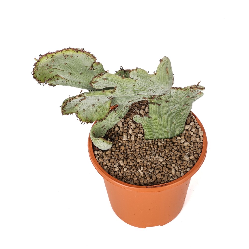 Senecio anteuphorbium f. crestata Ø 17 cm