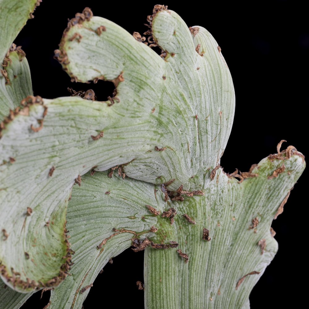 Senecio anteuphorbium f. crestata Ø 17 cm