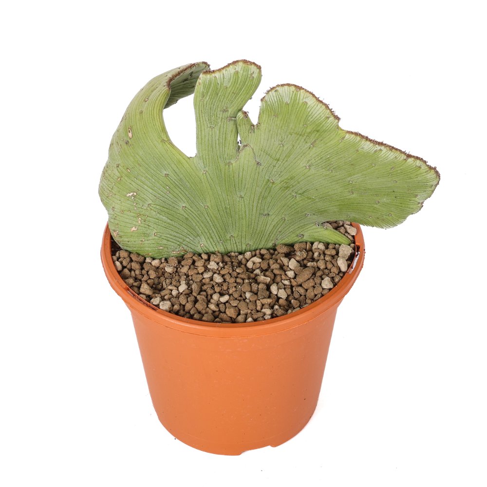 Senecio anteuphorbium f. crestata Ø 17 cm