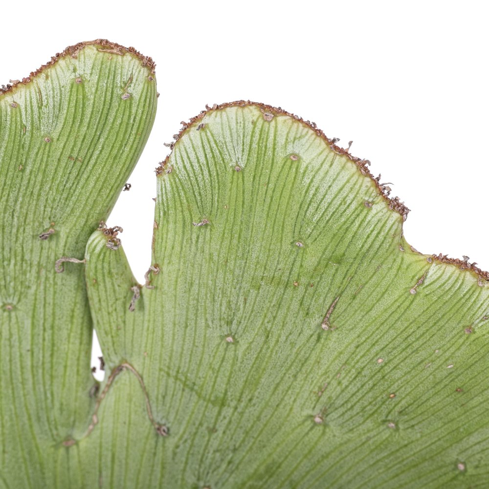 Senecio anteuphorbium f. crestata Ø 17 cm