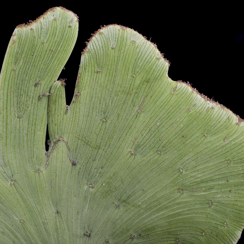 Senecio anteuphorbium f. crestata Ø 17 cm