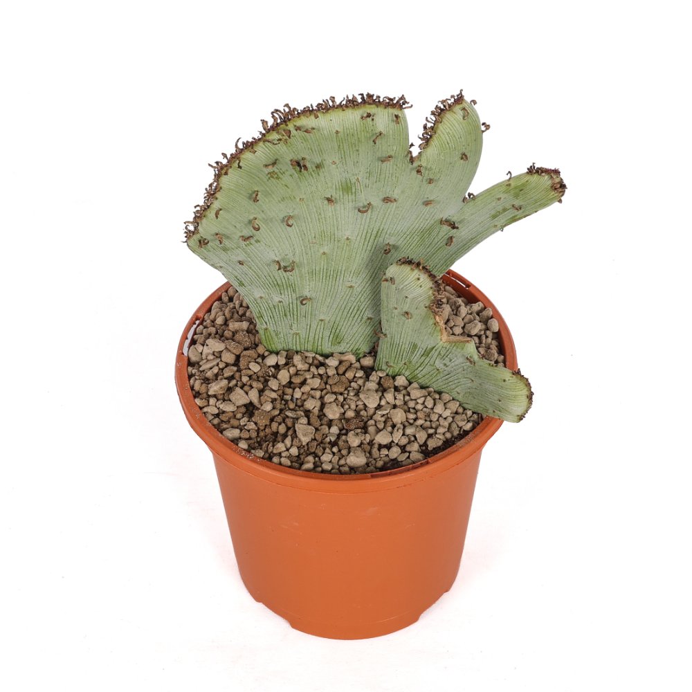 Senecio anteuphorbium f. crestata Ø 17 cm