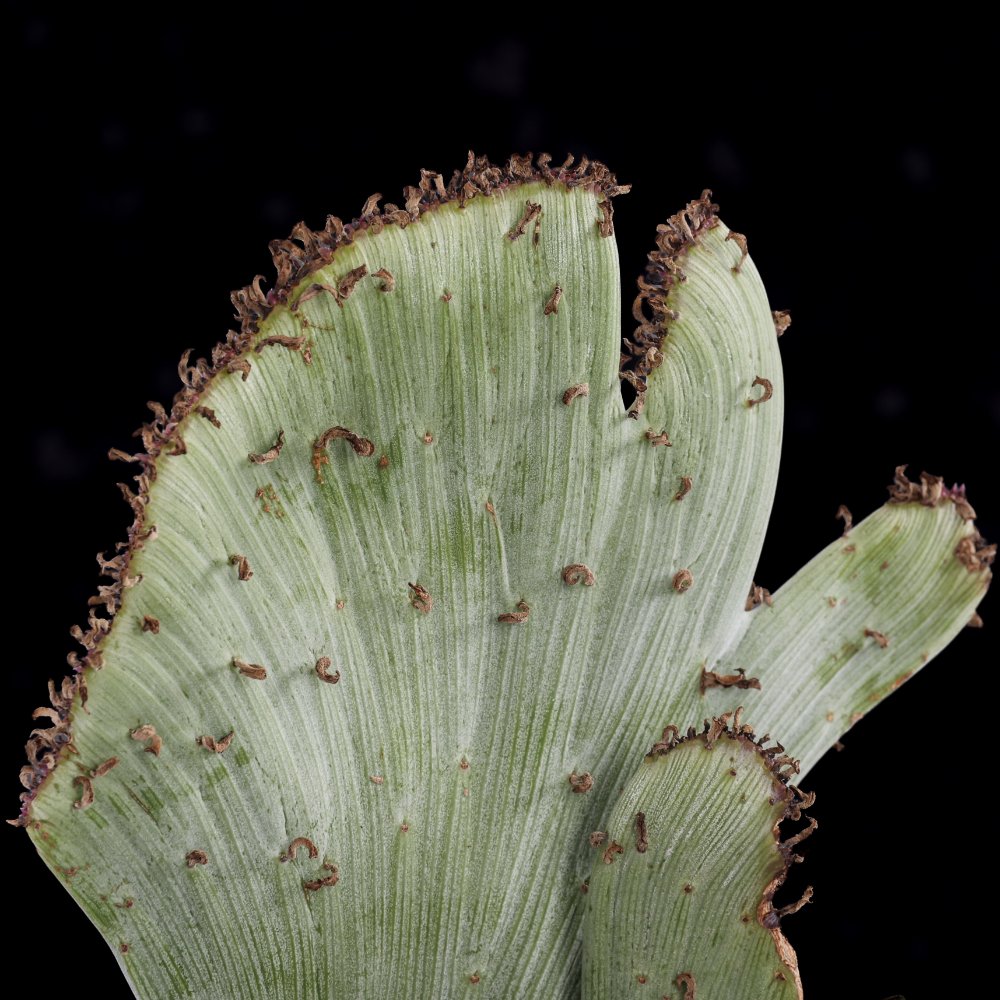 Senecio anteuphorbium f. crestata Ø 17 cm