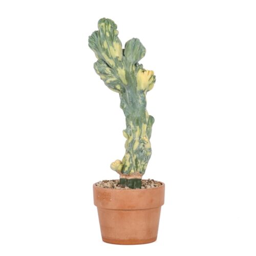 Myrtillocactus geometrizans f. crestata variegata Ø 12 cm