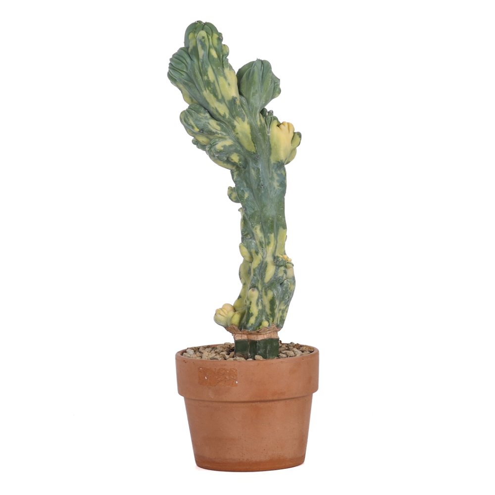 Myrtillocactus geometrizans f. crestata variegata Ø 12 cm
