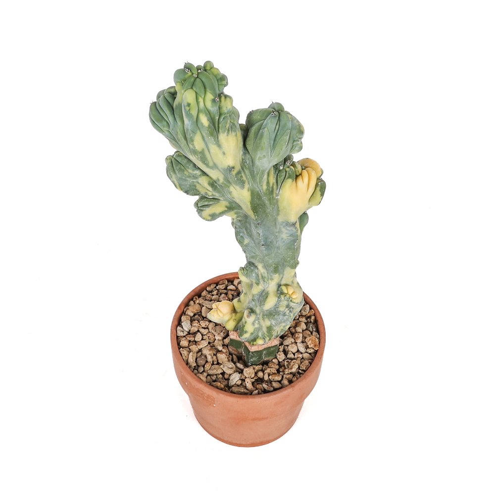 Myrtillocactus geometrizans f. crestata variegata Ø 12 cm