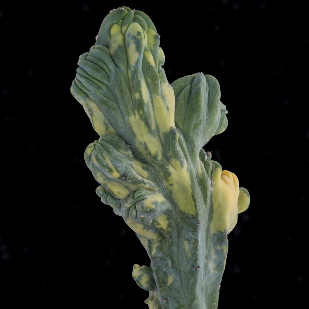 Myrtillocactus geometrizans f. crestata variegata Ø 12 cm