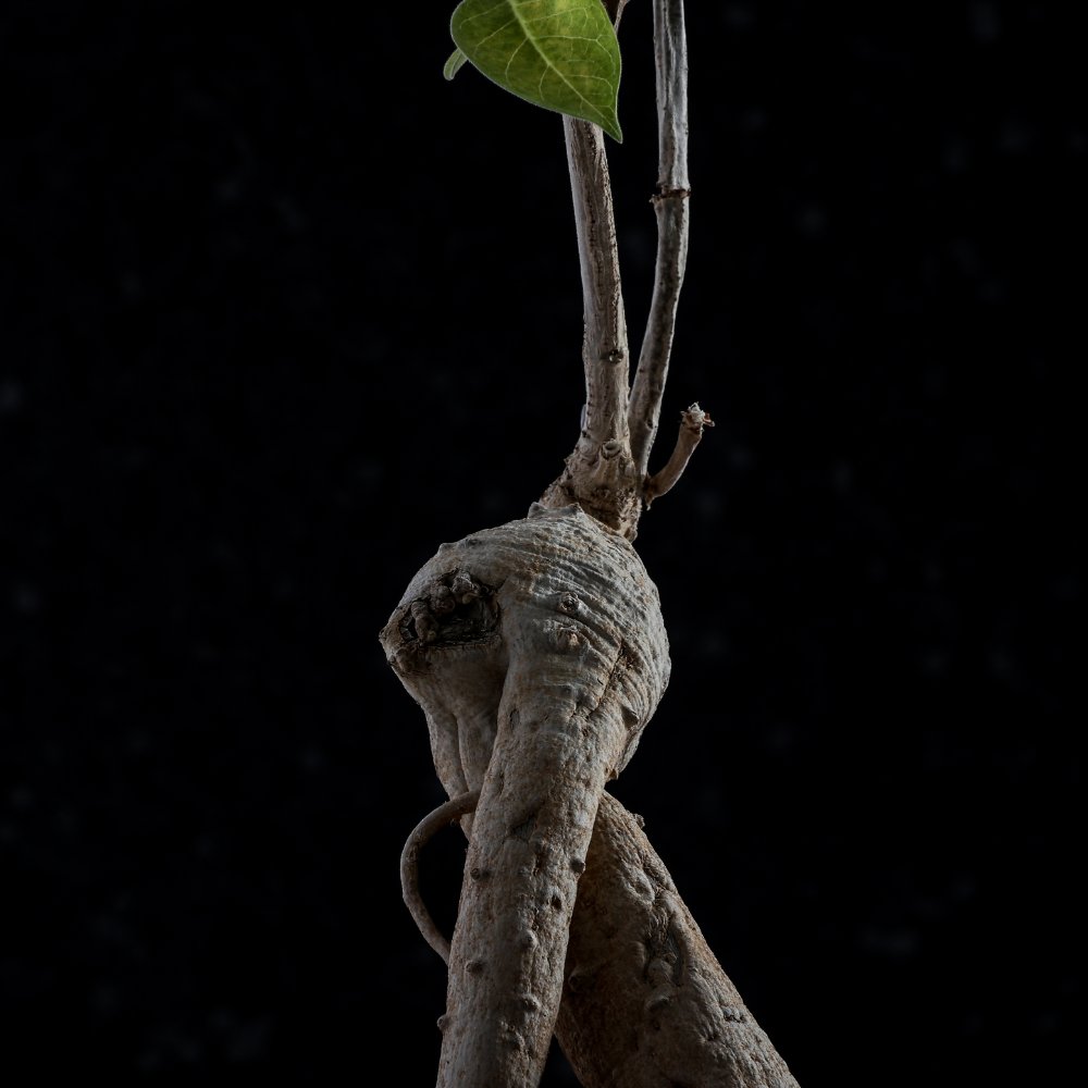 Baseonema gregorii Ø 18 cm