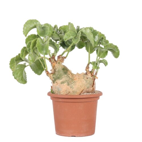 Cyphostemma uter Ø 25 cm