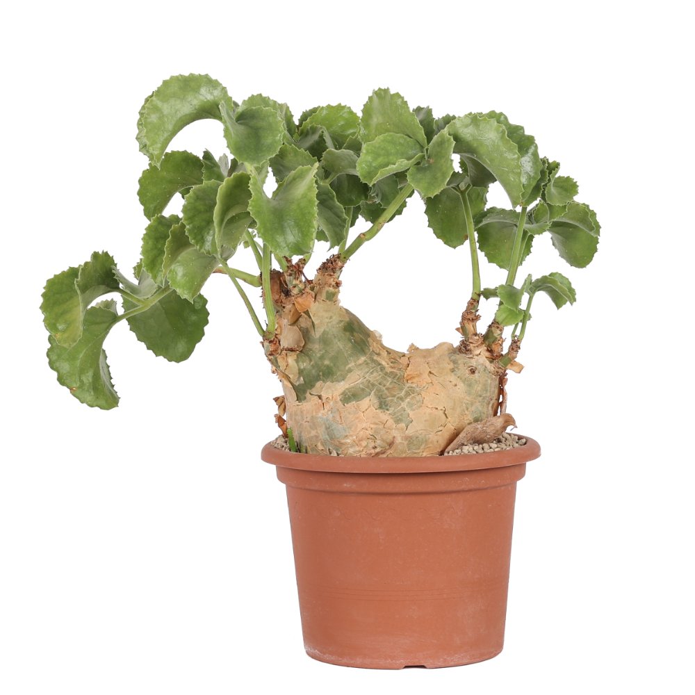 Cyphostemma uter Ø 25 cm