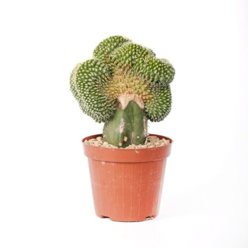 Echinocactus grusonii setispinus f. cristata Ø 12 cm
