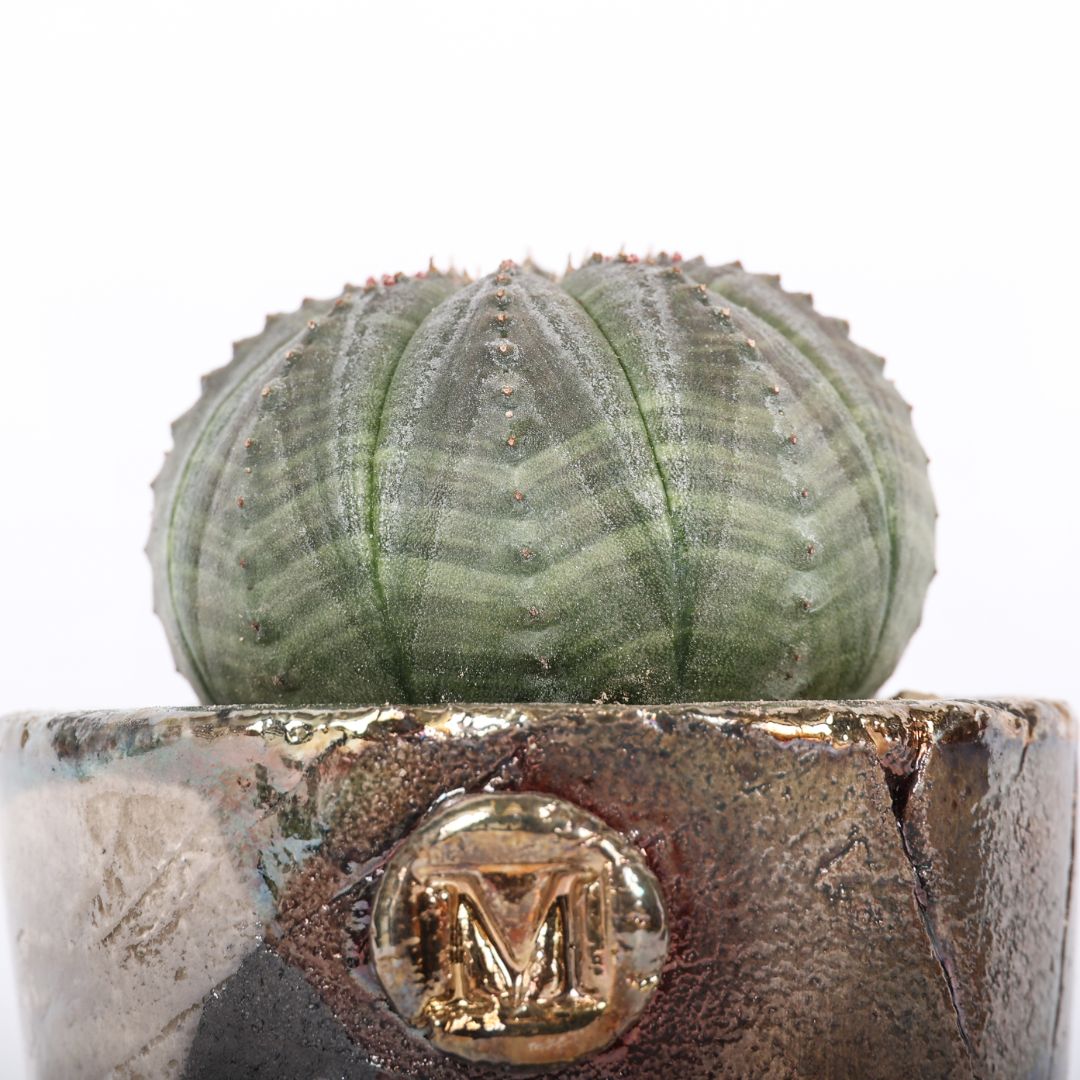 Euphorbia obesa