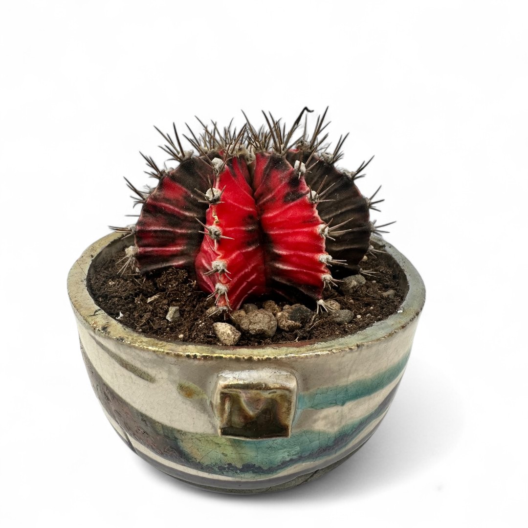 kentia palme schlafzimmer Kentia Palme (Howea fosteriana) main image 0