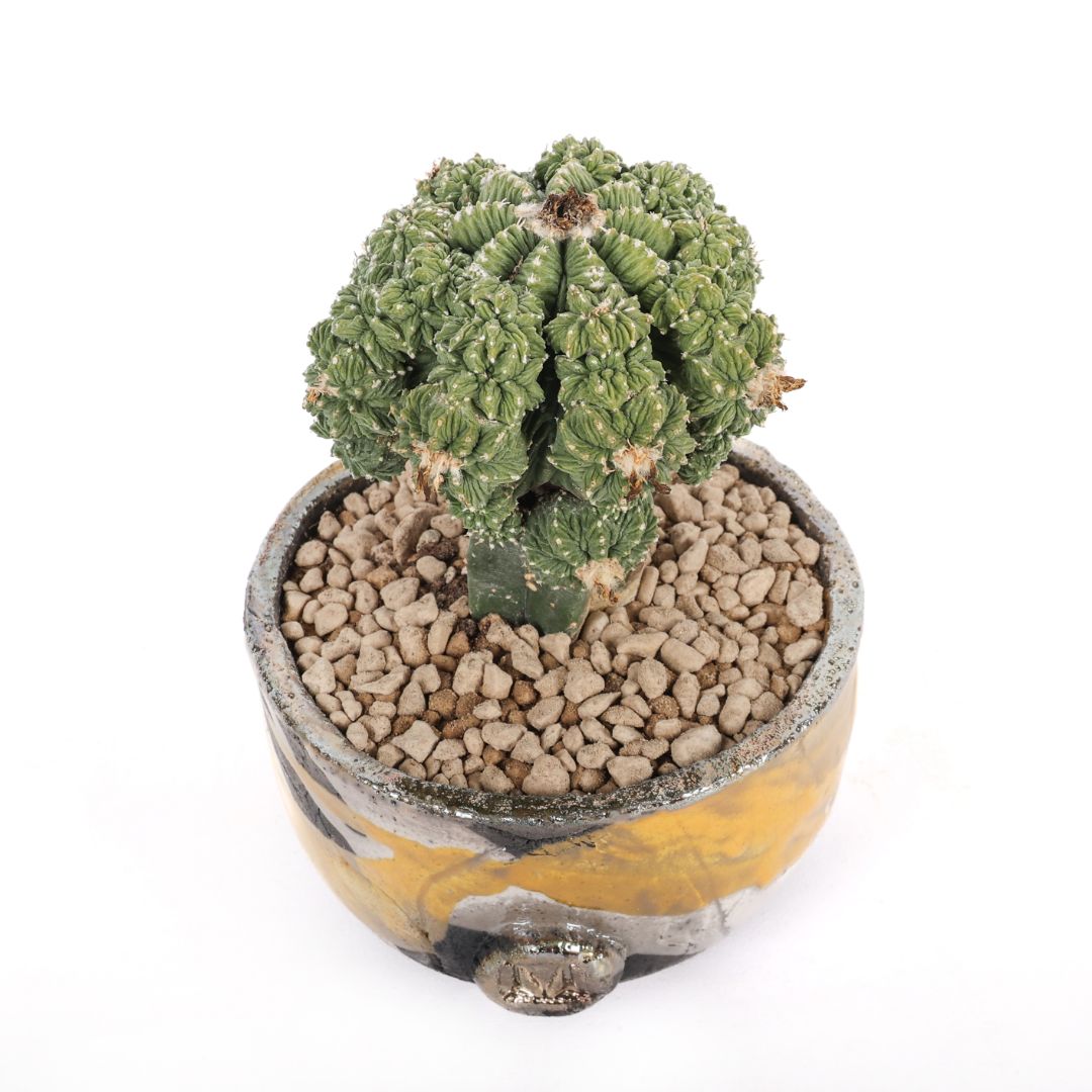 Aztekium ritteri