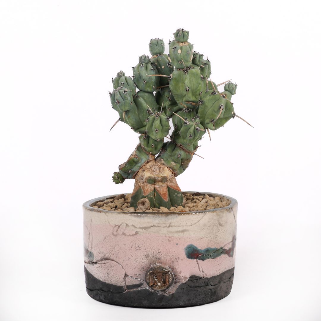 Myrtillocactus geometrizans 'Stacker' Raku