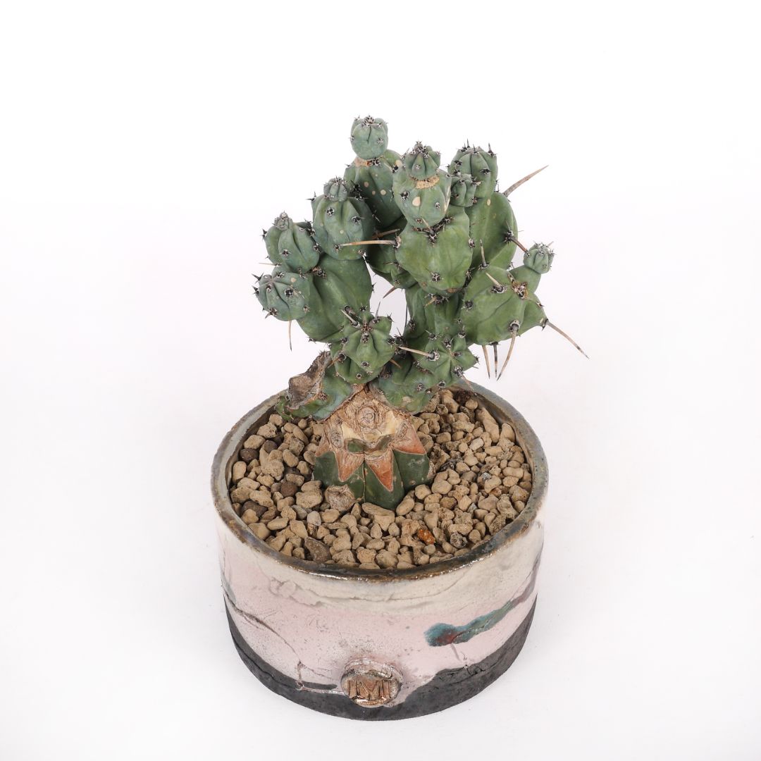 Myrtillocactus geometrizans 'Stacker' Raku