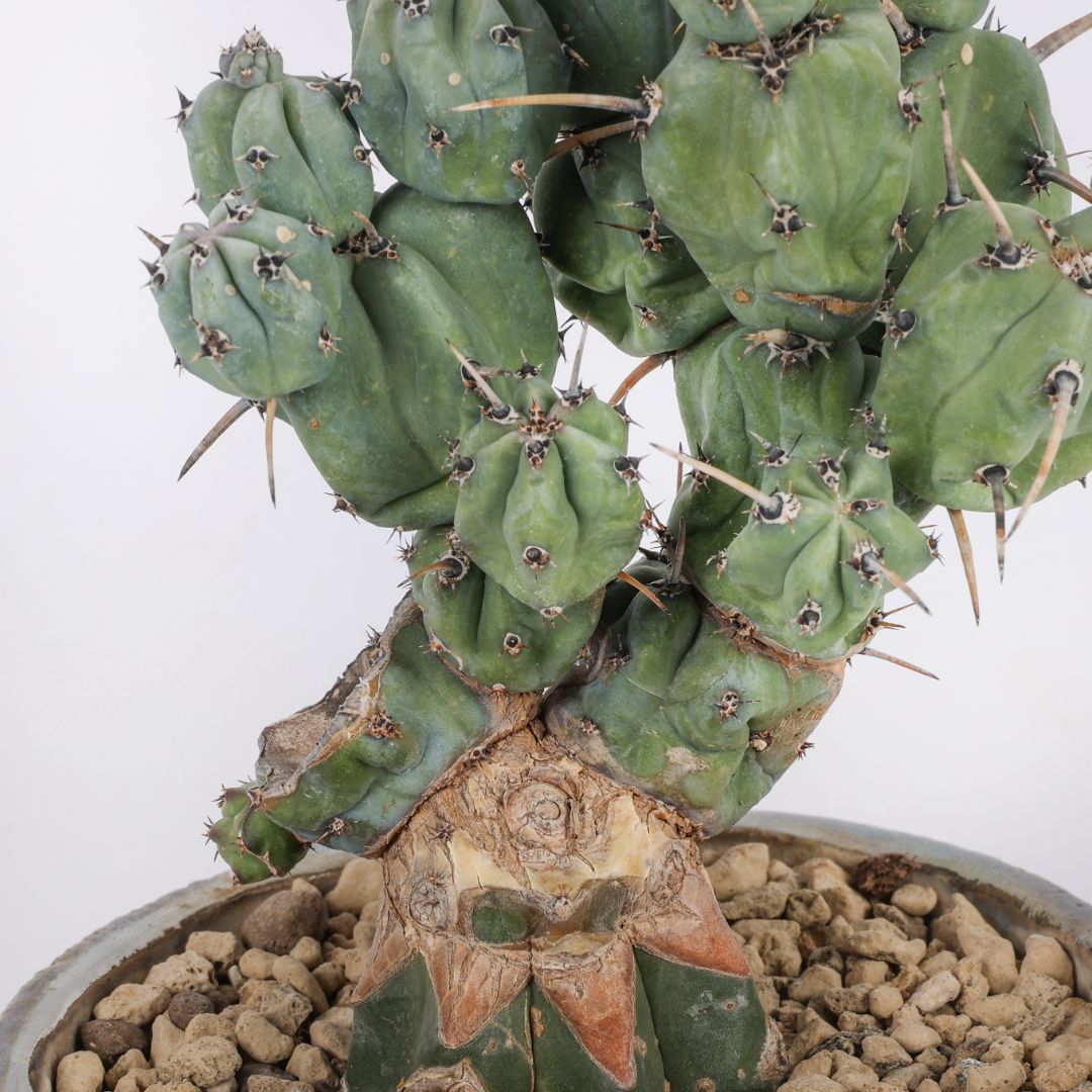 Myrtillocactus geometrizans 'Stacker' Raku