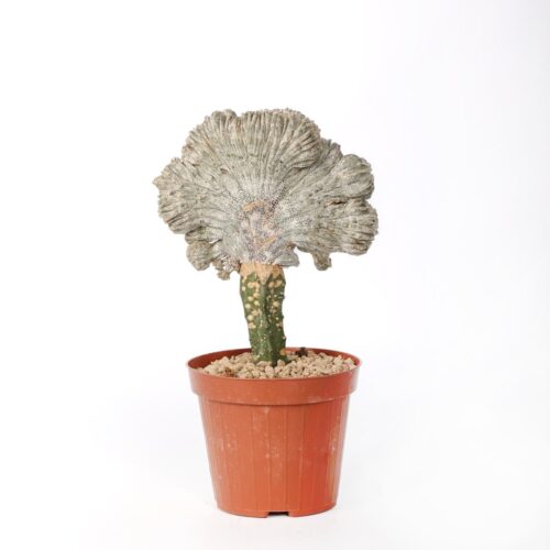 Astrophytum onzuka f. cristata Ø 12 cm