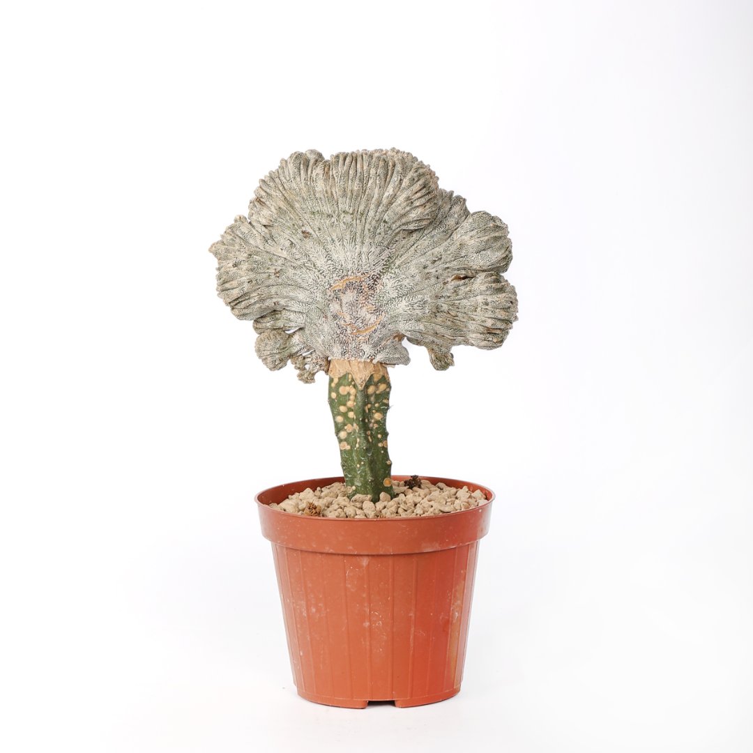 Astrophytum onzuka f. cristata Ø 12 cm