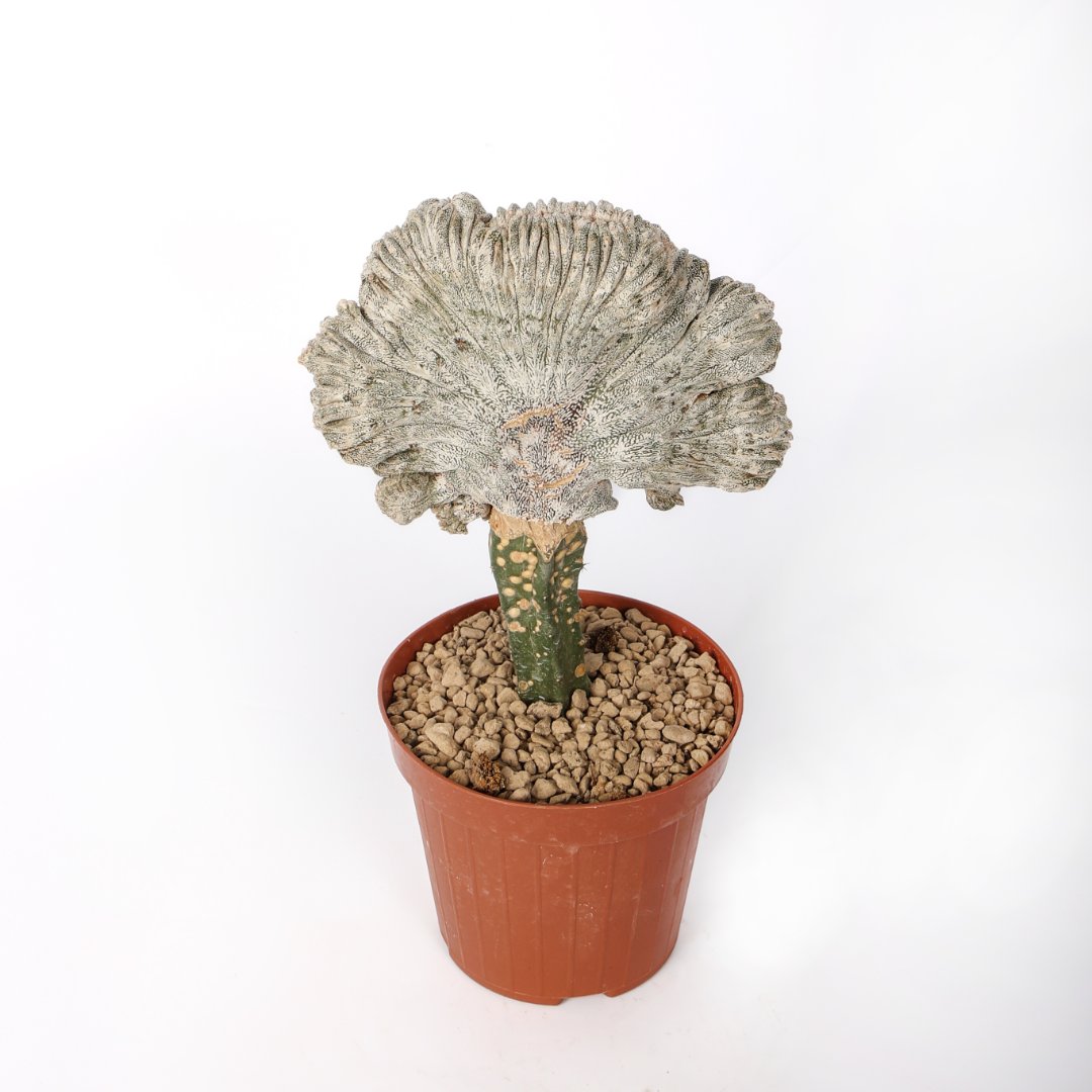 Astrophytum onzuka f. cristata Ø 12 cm - Image 2