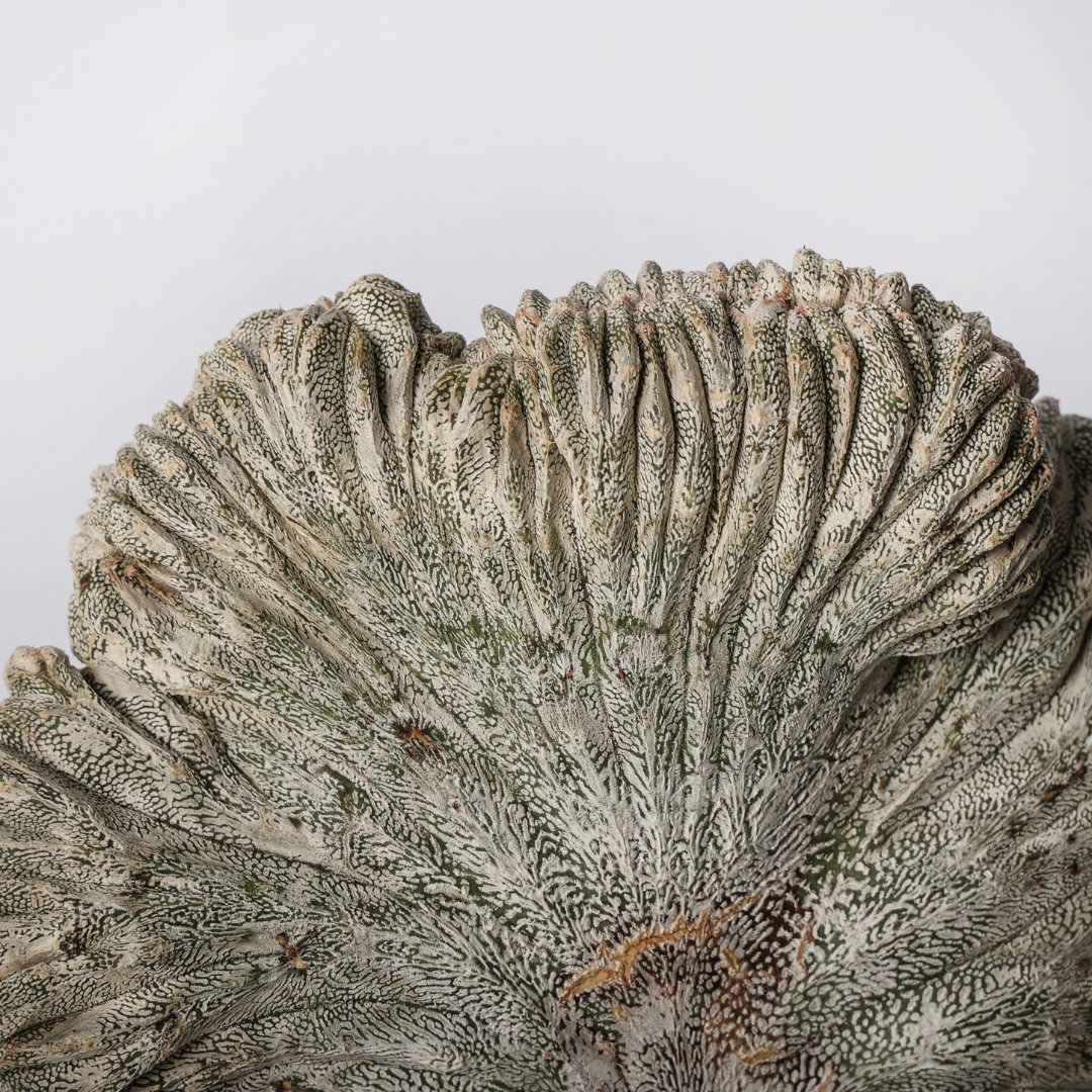 Astrophytum onzuka f. cristata Ø 12 cm - Image 3