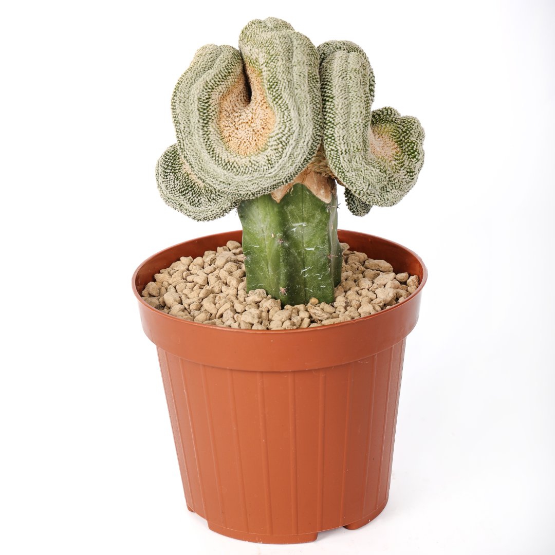 Mammillaria pectinifera cristata 604F | Rare plants