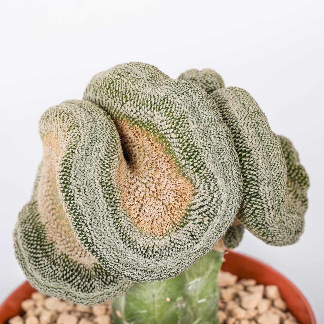 Mammillaria pectinifera cristata Ø 12 cm - Image 3
